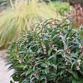 A few branches of Sarcococca hookeriana  will fill a room with its scent