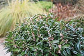 A few branches of Sarcococca hookeriana  will fill a room with its scent