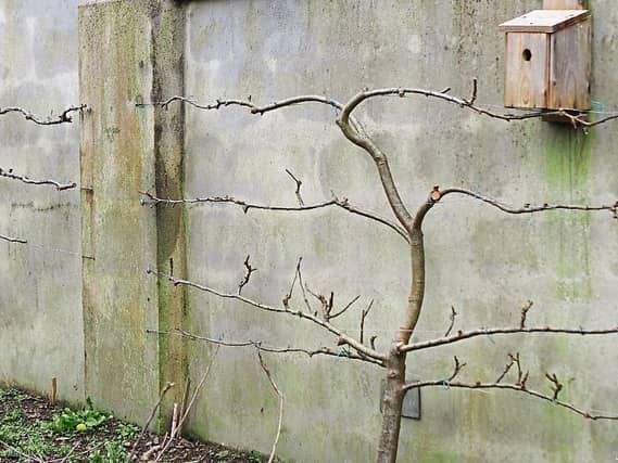 Apples trees that have been trained go grown close to boundary wall in Phyl’s garden