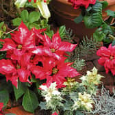 Deck the halls: A gardener can never have enough pots