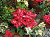 Deck the halls: A gardener can never have enough pots