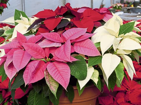 Poinsettias are a native of Mexico and are very sensitive to temperature changes