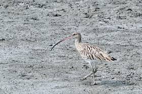 File photo of curlew