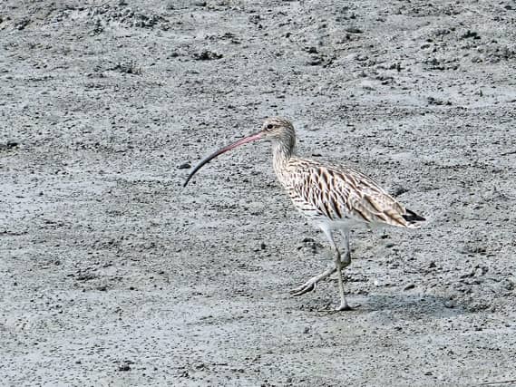 File photo of curlew