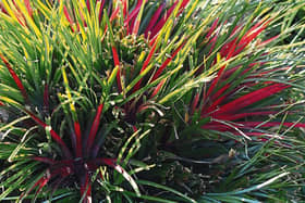 Fascicularia bicolor looking lovely in Phyl's garden. The only down side to this wonderful little plant is doesn't severe  winters