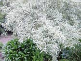 Keep your garden in the green this winter with plants like quicksilver (pictured), holly, Silver Queen  and laurel