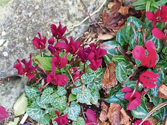 Cyclamen in Phyl's garden give a wonderful splash of colour in autumn