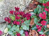 Cyclamen in Phyl's   garden give a wonderful splash of colour in autumn