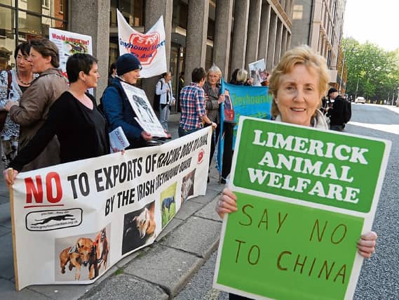 Marian Fitzgibbon said Limerick Animal Welfare was 'inundated' with calls from concerned pet owners as ex-Hurricane Ophelia raged