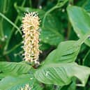 Photo of ginger lilies in Phyl’s  garden