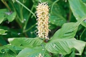 Photo of ginger lilies in Phyl’s  garden