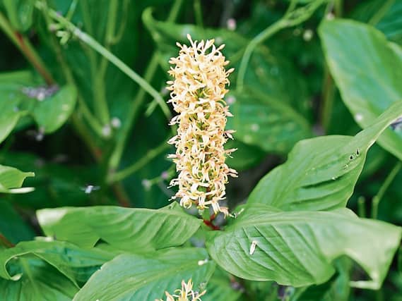 Photo of ginger lilies in Phyl’s garden