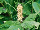 Photo of ginger lilies in Phyl’s  garden