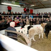 Cattle in the ring at Donegal Mart. (File image).