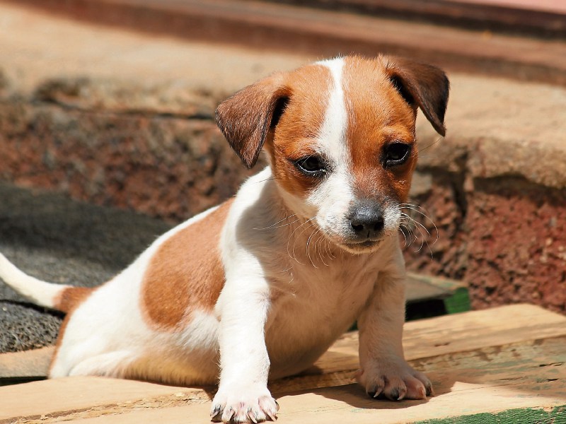 File photo via Pixabay