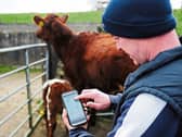 Nigel Flannery using his Herdwatch app