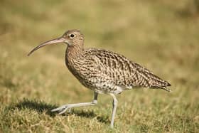Curlew, photo courtesy of Birdwatch Ireland.