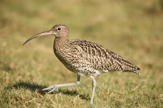 Curlew, photo courtesy of Birdwatch Ireland.