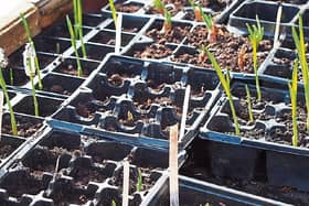 That time of year again: Phyl's   onion bulbs germinating from this time last year