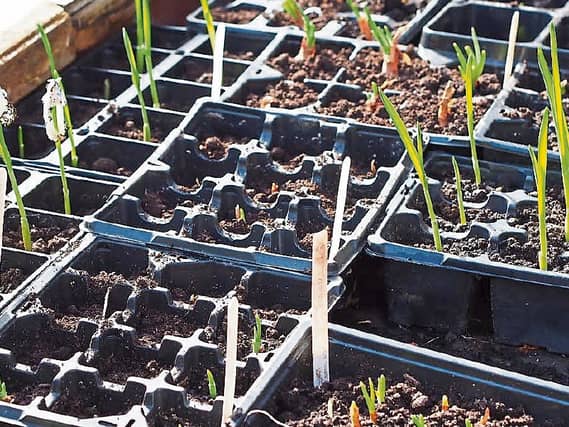 That time of year again: Phyl's onion bulbs germinating from this time last year