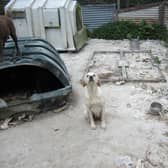 The yard in which the dogs were kept. Photo: ISPCA
