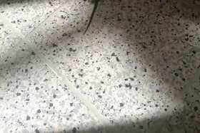 WATCH: Leaping lizards - look who popped in to visit popular Longford tourist attraction