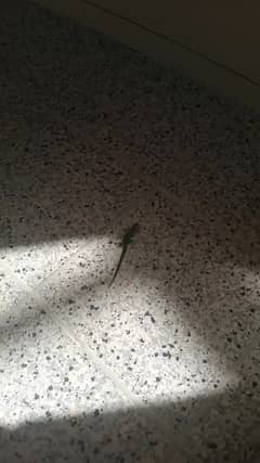 WATCH: Leaping lizards - look who popped in to visit popular Longford tourist attraction
