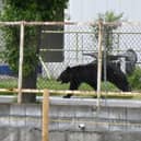 A bear walking behind a fence