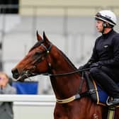 Joliestar at Ascot last week