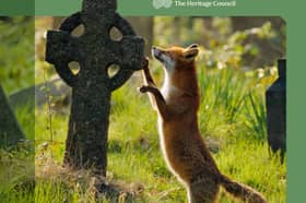 Havens for Nature is an initiative to transform church grounds, graveyards, and retreat spaces into safe harbors for local biodiversity