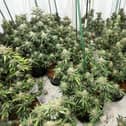A view of several cannabis plants in a room