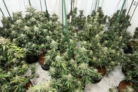 A view of several cannabis plants in a room