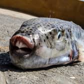 Greece Toxic Fish