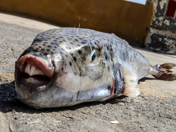 Greece Toxic Fish