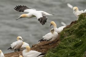 Gannets on a clifftop
