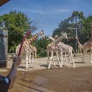 A zookeeper uses a hose to cool the giraffes at Belfast Zoo