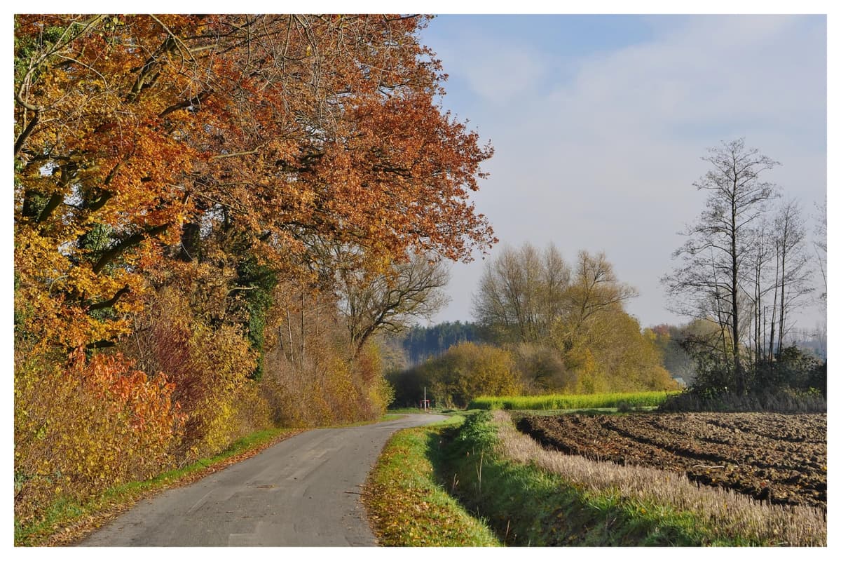 Hadge Rows Overgrown hedgerows in Laois causing safety problems for motorists and ...