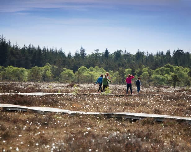 The boardwalk on Abbeyleix Bog.