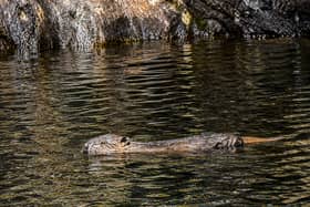 Beaver kit