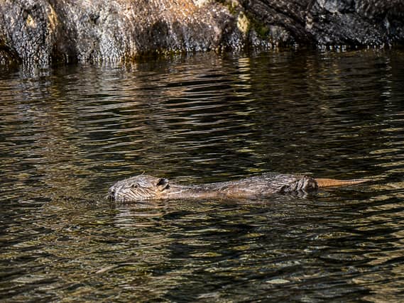 Beaver kit