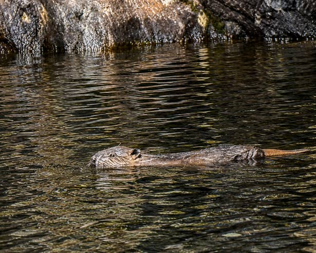 Beaver kit