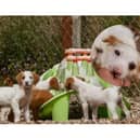 Leitrim animal welfare centre 