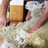 Speed sheep shearing contest in Manorhamilton to raise funds for North West STOP