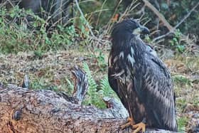 A white-tailed eagle sits on a log