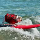 A dog catches a wave during the World Dog Surfing Championships in California