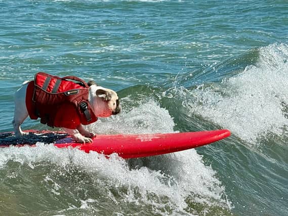 A dog catches a wave during the World Dog Surfing Championships in California