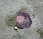 Lion’s Mane Jellyfish found in Salthill