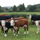 Stock image of beef cattle