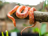 A corn snake