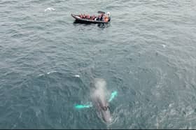 Passengers aboard the Achill Sea Safari sightseeing tour boat got a close look at the giant humpback whale off the Achill coast on Saturday